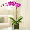 CUBE VASE WILL VARY
Capture their love for the exotic with a passionate