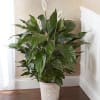 BASKET WILL VARY
Our lush lily lives up to its name, with exuberant
