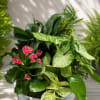 Mixed green plant arrangement with pink blooms in a white bowl planter