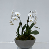 A stunning everyday gift, our elegant potted white orchids are presented in