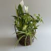 Beautifully arranged assortment of plants in different heights, textures and colors all