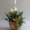 Beautiful collection of plants with different heights, textures and colors artfully arranged