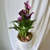 Purple calla lilies in a white pot with moss and bark chips
