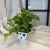 Potted pothos plant in a white ceramic pot with blue floral pattern