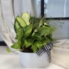 Potted green houseplant arrangement in a white textured container with a striped ribbon