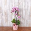 A tall Phalaenopsis orchid plant in soft pink makes an elegant statement