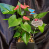 7" X 7" BLACK CERAMIC SQUARE CONTAINER, BLOOMING ANTHURIUM PLANT, RIVER ROCKS