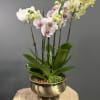 Bring timeless elegance into any space with our Golden Orchid Garden. This