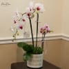 White and pink orchids in a patterned ceramic pot