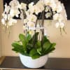 White orchid arrangement in a decorative white bowl