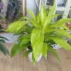 The Dracaena 'Janet Craig' (botanically Dracaena fragrans 'Janet Craig', formerly Dracaena deremensis)