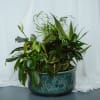 Assorted plants in a 12in decorative ceramic container. 

Plant types and container
