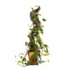 Potted trailing green houseplant trained on a moss pole