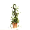 Trailing potted vine plant in a copper-colored pot