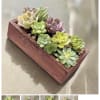 Succulent arrangement in a rectangular wooden planter