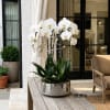 White orchids in a reflective silver pot on a wooden table