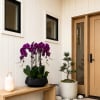 Purple orchids in a black planter beside a small potted tree and lantern