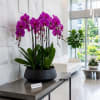 Potted purple orchids in a black planter on a table