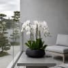 White orchids in a black bowl planter on a modern patio table