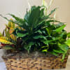 Mixed potted plants in a woven basket planter