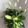 Large potted arrangement of white peace lilies and variegated green foliage