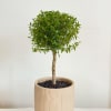 Bring timeless charm into your home with the Olive Grove Myrtle Topiary--a