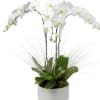 White orchid plant in a white pot with arching blooms