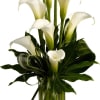 White calla lilies arranged in a clear glass vase