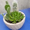 Bring effortless style and lasting greenery into your home or office with