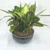 Our ceramic dish garden features a beautiful assortment of fresh, seasonal plants