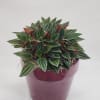 Select this distinctive yet special plant in a fun colored pot. 
Container