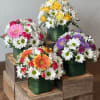 Four colorful daisy bouquets in green square containers on wooden blocks