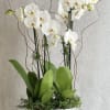 White orchids in a white planter with broad green leaves