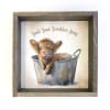 Adorable 11" x 11" Highland Cow Picture