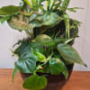  8" dark ceramic bowl with layered plant varieties for a lush