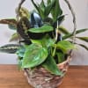 Charming 8" Woven basket with assorted plants 