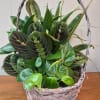 Woven 10" basket of assorted plants for a full, casual indoor garden