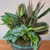 Lush mixed houseplant arrangement in a 10" ceramic bowl