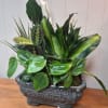 Lush mixed tropical plants in a 12" ceramic Planter