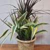 Lush Plant Combination in a 6" basket