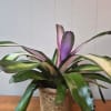 This potted bromeliad in a woven basket planter makes a great housewarming