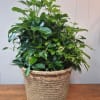 This beautiful Arboricola plant in an 8" basket makes the perfect gift
