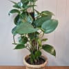 Gorgeous 6" Pothos plant in a woven basket