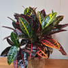 6" Croton in a woven basket planter makes a cheerful indoor accent.