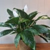 6" Peace Lily in a woven basket planter makes a perfect gift