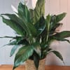 Lush 8" peace lily in a woven basket planter 