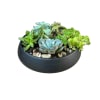 Variety of succulents in a ceramic container