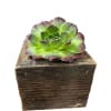 3"x3" box with a 2" succulent. Available succulents may vary.
