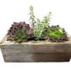 3"x 6" box holds three 2" succulents