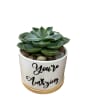 Includes vase and succulent